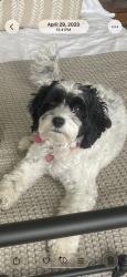 Lost Female Dog last seen Near Constitution Way , Powell, OH 43065