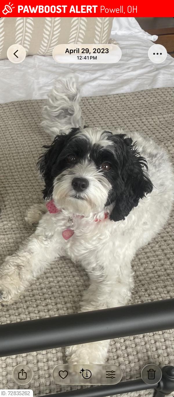 Lost Female Dog last seen Near Constitution Way, Powell, OH 43065