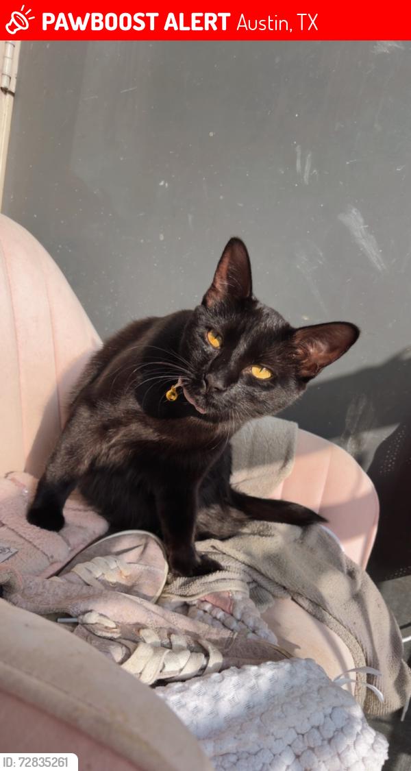 Lost Female Cat last seen Near east toll road, Austin, TX 78724
