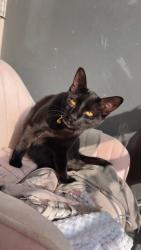 Lost Female Cat last seen Near east toll road , Austin, TX 78724