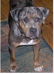 Lost Male Dog last seen Hall Center Road, Marion, NY 14568