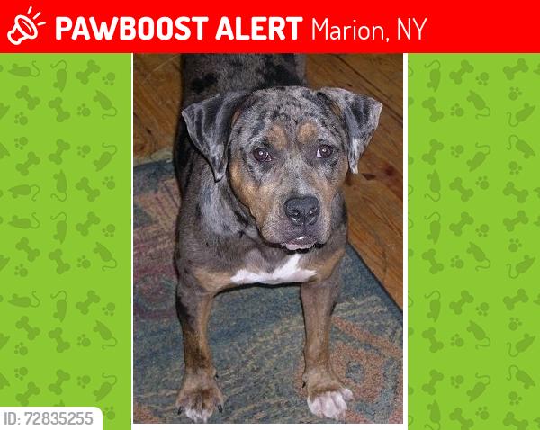Lost Male Dog last seen Hall Center Road, Marion, NY 14568
