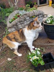 Lost Female Cat last seen Meadowlake Subdivision, Bryant, AR 72022