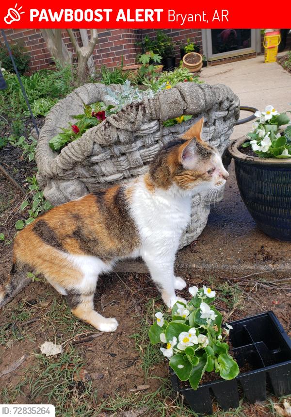 Lost Female Cat last seen Meadowlake Subdivision, Bryant, AR 72022