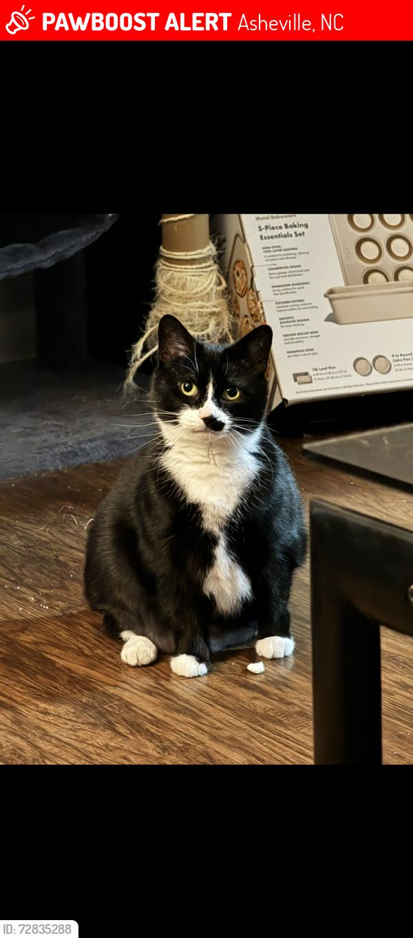 Lost Female Cat last seen Trailer park across from Mills gap apmts, Asheville, NC 28803