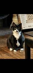 Lost Female Cat last seen Trailer park across from Mills gap apmts, Asheville, NC 28803