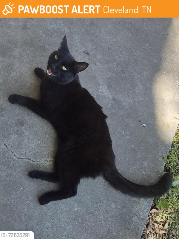 Found/Stray Unknown Cat last seen N Lee Hwy, Cleveland, TN 37323