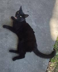 Found/Stray Unknown Cat last seen N Lee Hwy, Cleveland, TN 37323