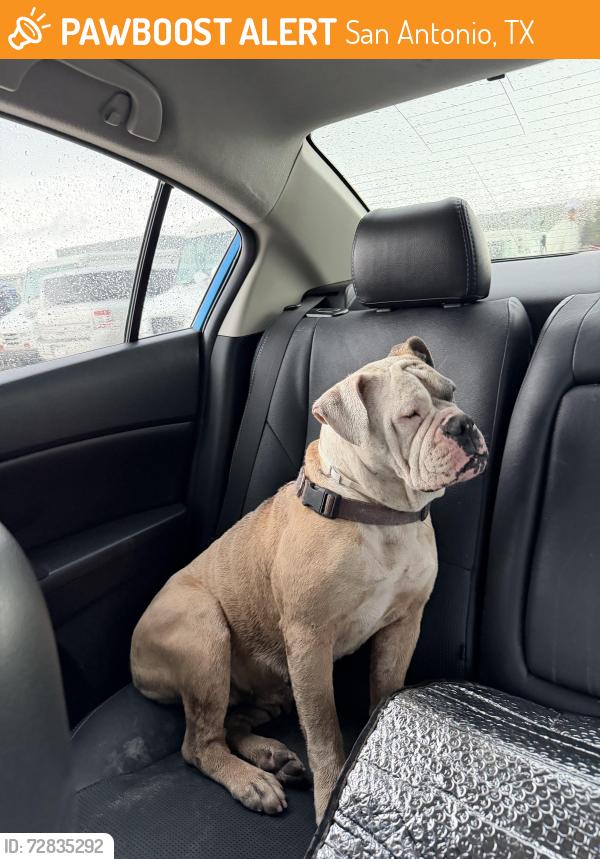 Found/Stray Female Dog last seen By Marbach on 410, San Antonio, TX 78230