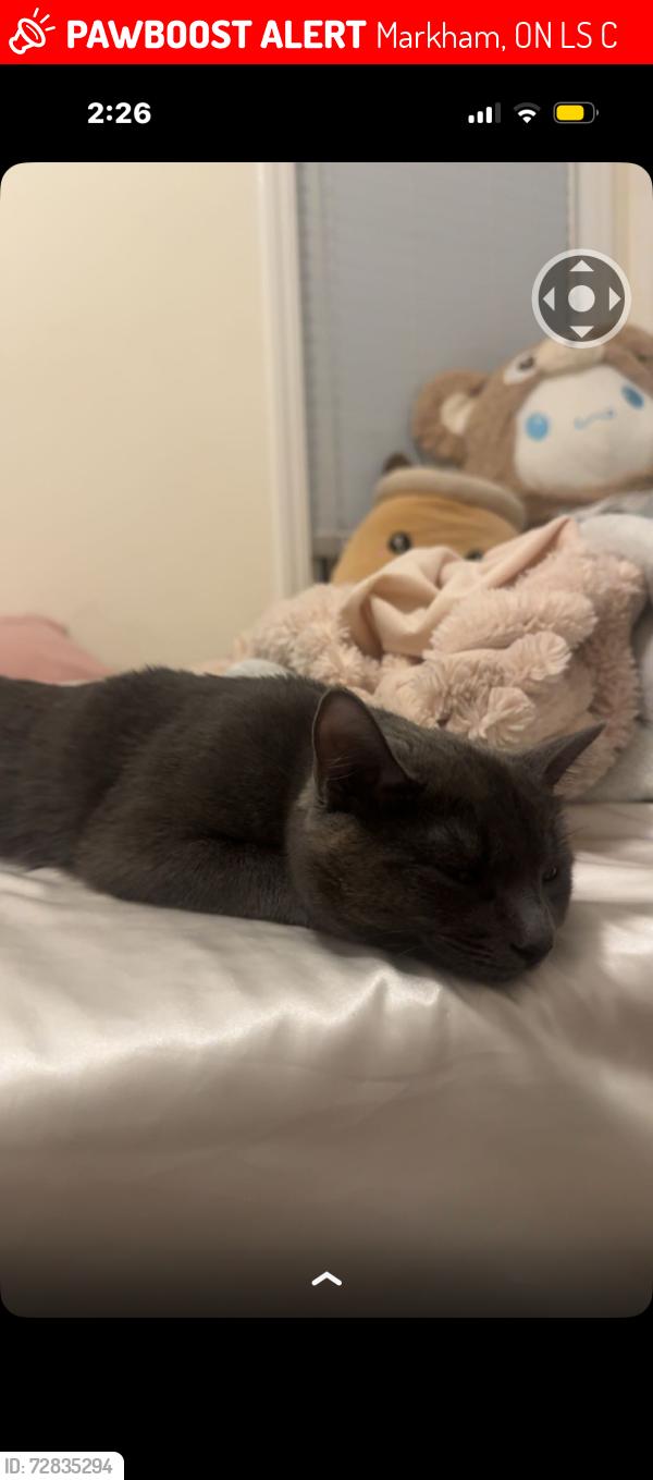 Lost Female Cat last seen Markham and 14, Markham, ON L3S 0C7