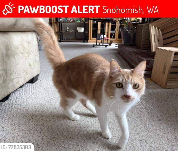 Lost Male Cat last seen Westwick Rd, Hwy 2, 159th Ave SE, Snohomish, WA 98290