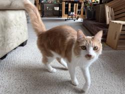 Lost Male Cat last seen Westwick Rd, Hwy 2, 159th Ave SE, Snohomish, WA 98290