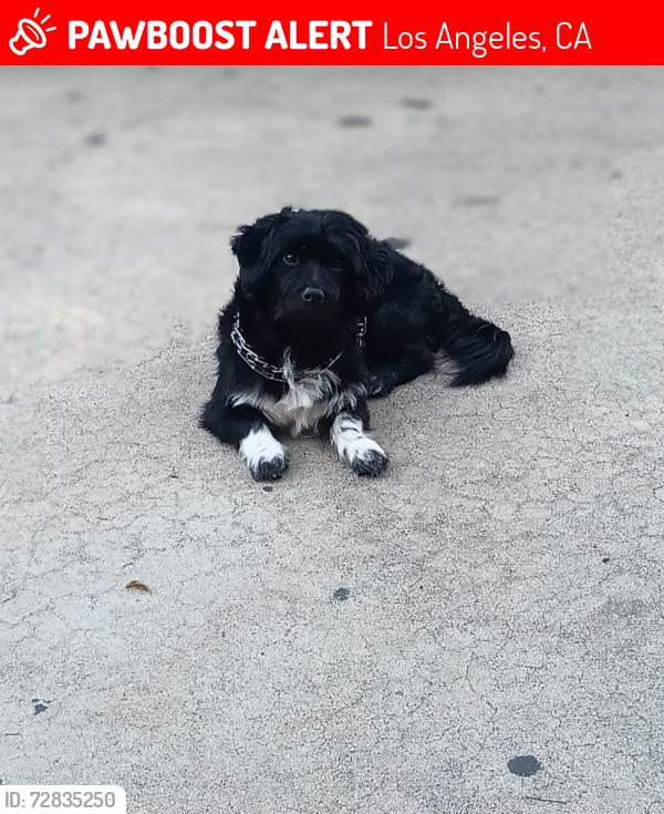 Lost Male Dog last seen Vernon Ave and Central , Los Angeles, CA 90011