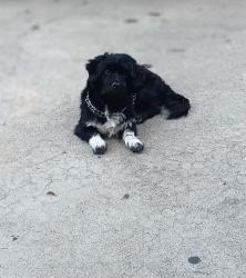 Lost Male Dog last seen Vernon Ave and Central , Los Angeles, CA 90011