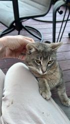 Found/Stray Male Cat last seen Green Ridge & Birchwood Dr, Foresthill, CA 95631