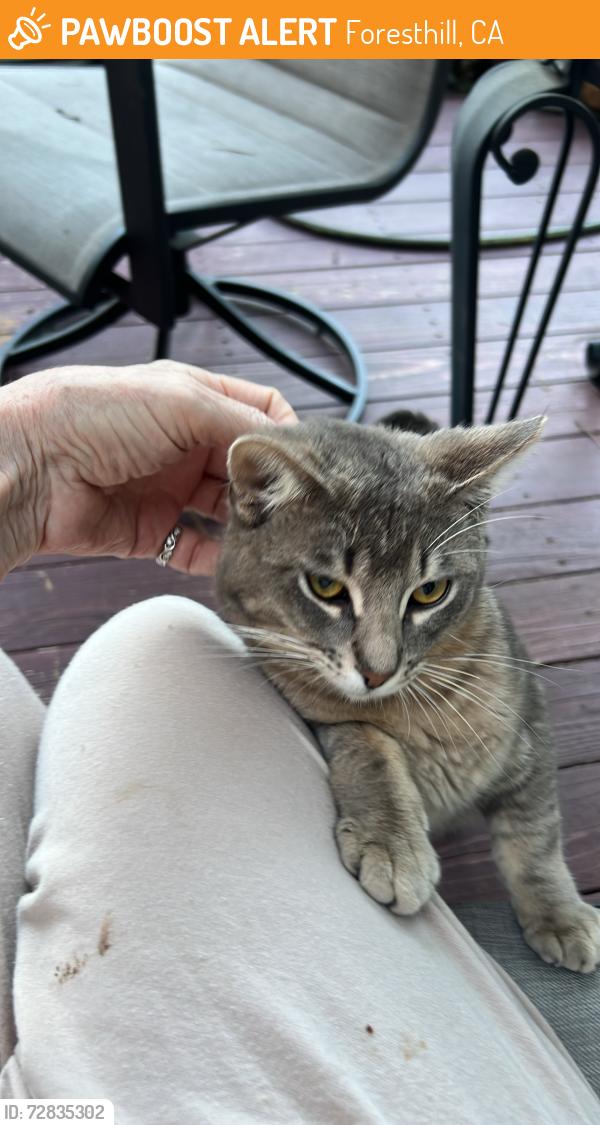 Found/Stray Male Cat last seen Green Ridge & Birchwood Dr, Foresthill, CA 95631