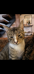 Lost Male Cat last seen Crescent Terrace, Lake View, NY 14085