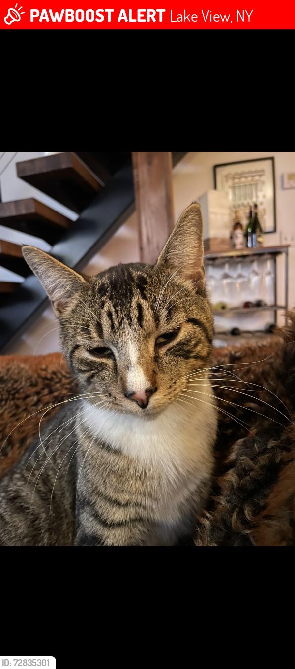 Lost Male Cat last seen Crescent Terrace, Lake View, NY 14085