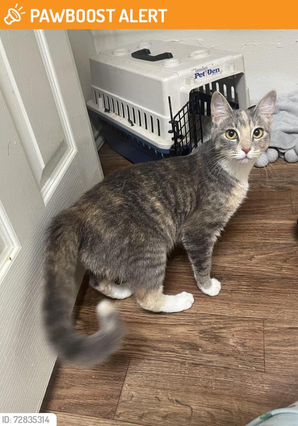 Found/Stray Female Cat last seen Skylark apmts, North Richland Hills, TX 76180