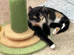 Lost Female Cat last seen Clinton Wright and Wright Lanes Crossville, TN, Crossville, TN 38572