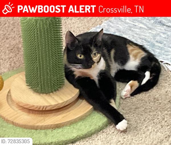 Lost Female Cat last seen Clinton Wright and Wright Lanes Crossville, TN, Crossville, TN 38572