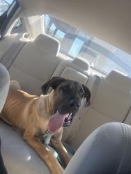 Found/Stray Male Dog last seen Oliver & 17th, Wichita, KS 67220
