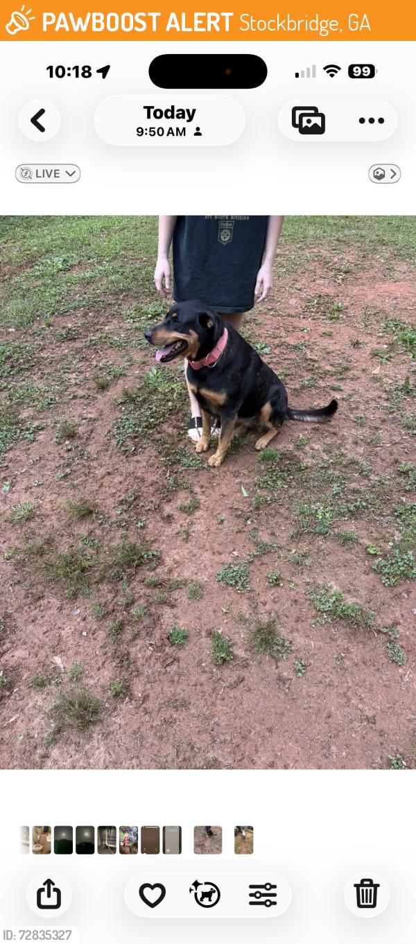 Found/Stray Female Dog last seen Summerwood dr stockbridge, Stockbridge, GA 30281
