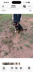Found/Stray Female Dog last seen Summerwood dr stockbridge, Stockbridge, GA 30281