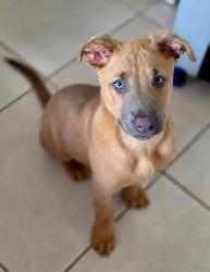 Lost Male Dog last seen Near sw 70th way NorthLauderdale, North Lauderdale, FL 33068