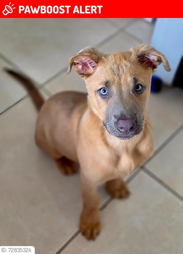 Lost Male Dog last seen Near sw 70th way NorthLauderdale, North Lauderdale, FL 33068