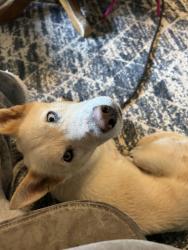 Found/Stray Female Dog last seen Jim mclemore rd near highway 53, Harvest, AL 35749