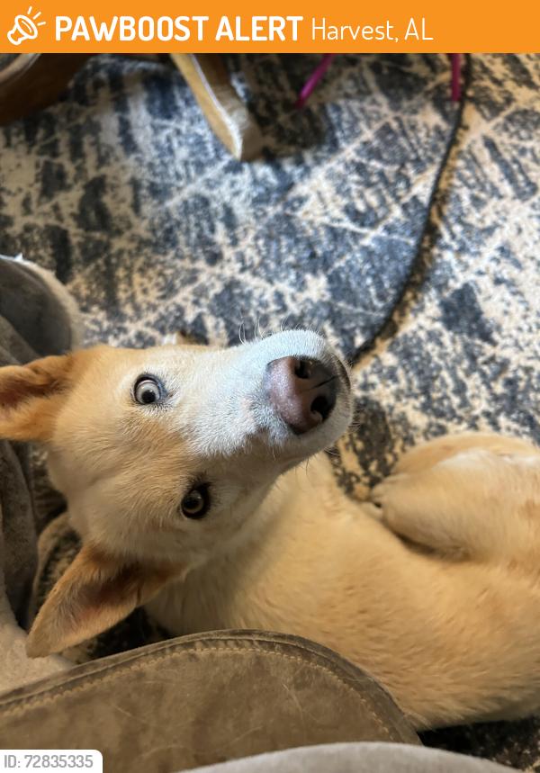Found/Stray Female Dog last seen Jim mclemore rd near highway 53, Harvest, AL 35749