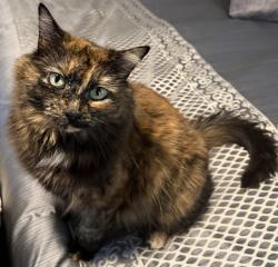 Lost Female Cat last seen Napa Forest in The Vineyard, San Antonio, TX 78258
