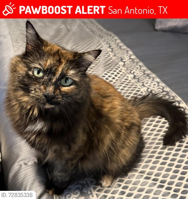 Lost Female Cat last seen Napa Forest in The Vineyard, San Antonio, TX 78258