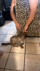 Found/Stray Male Dog last seen Near E 140th Ave, Tampa, FL 33613, Tampa, FL 33613