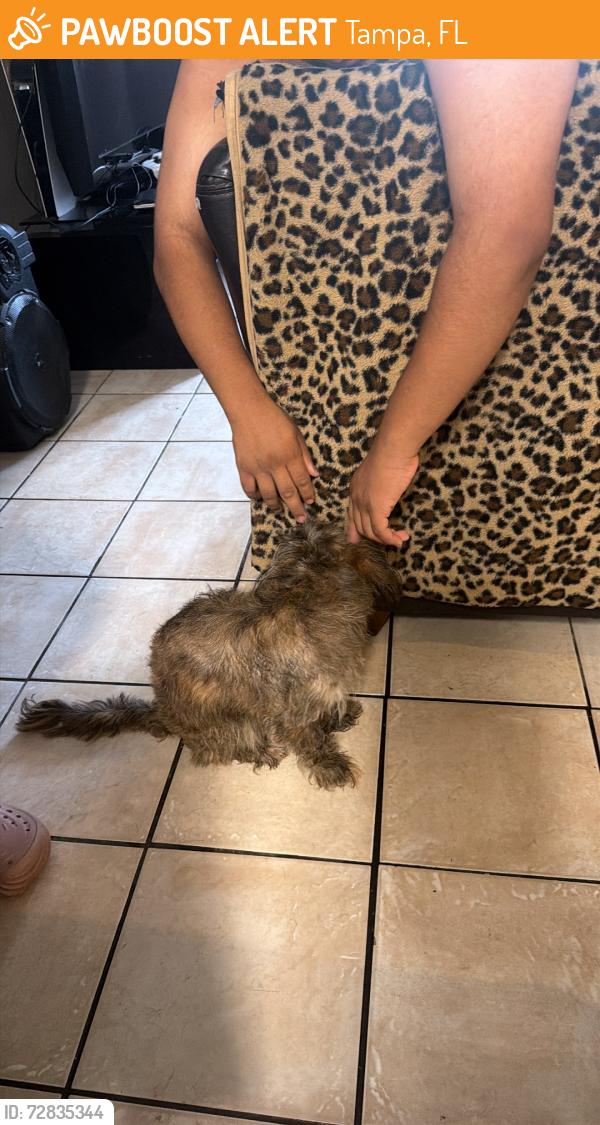 Found/Stray Male Dog last seen Near E 140th Ave, Tampa, FL 33613, Tampa, FL 33613