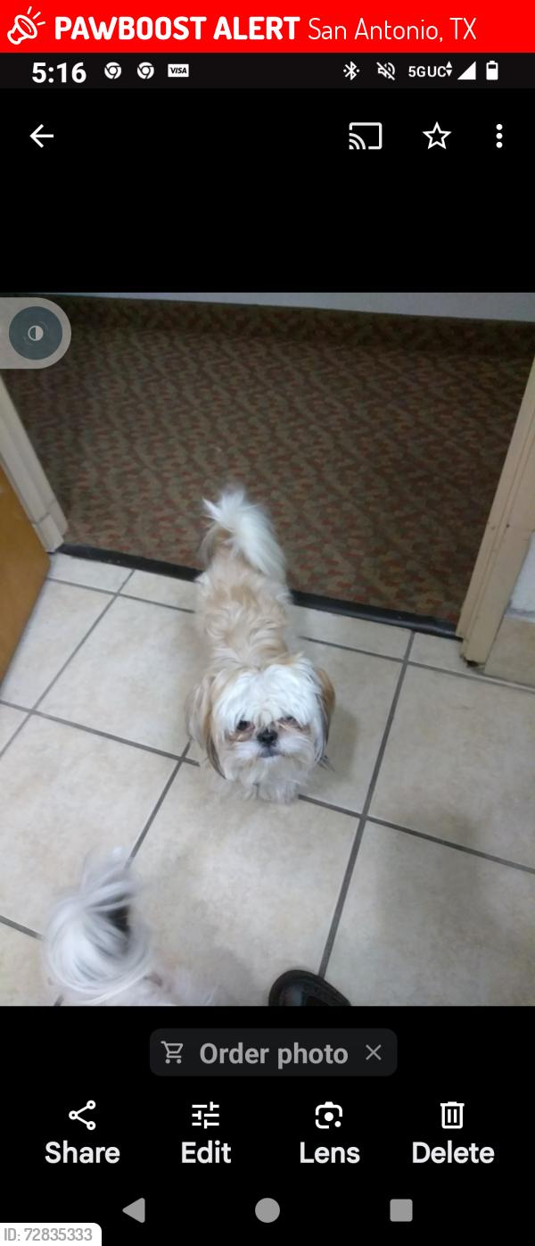 Lost Female Dog last seen Hey 410 San Juan and Lebanon St and goliad these r the near by streets, San Antonio, TX 78223
