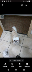 Lost Female Dog last seen Hey 410 San Juan and Lebanon St and goliad these r the near by streets, San Antonio, TX 78223