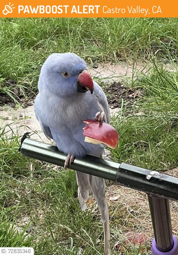 Found/Stray Unknown Bird last seen E. Castro valley blvd, Castro Valley, CA 94546