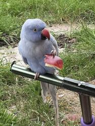 Found/Stray Unknown Bird last seen E. Castro valley blvd , Castro Valley, CA 94546
