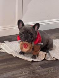Lost Male Dog last seen Red feather road, apple valley California , Apple Valley, CA 92307