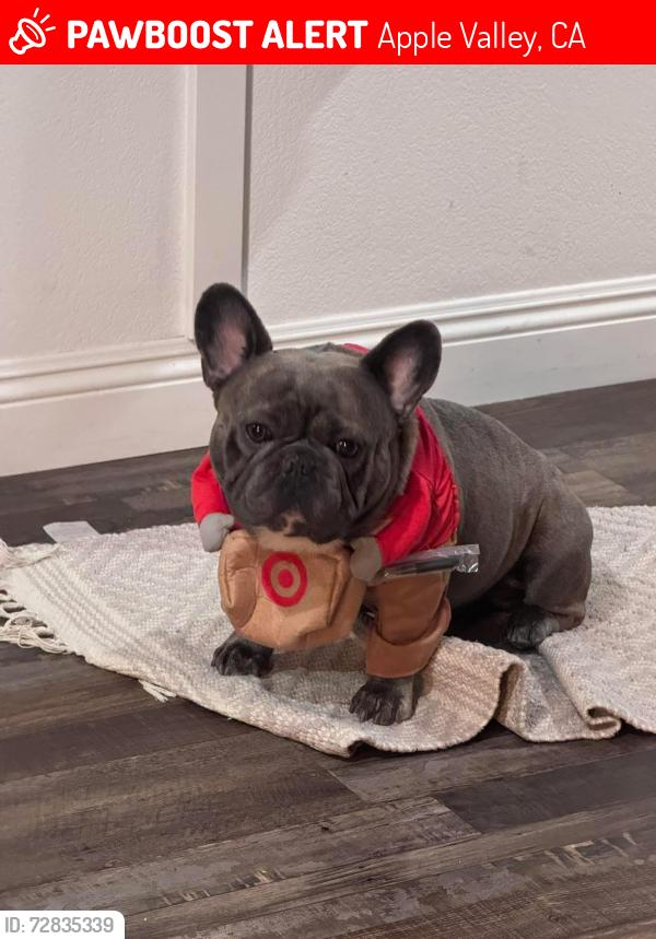 Lost Male Dog last seen Red feather road, apple valley California , Apple Valley, CA 92307