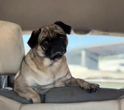 Lost Female Dog last seen Sanders dr, Garland, TX 75042