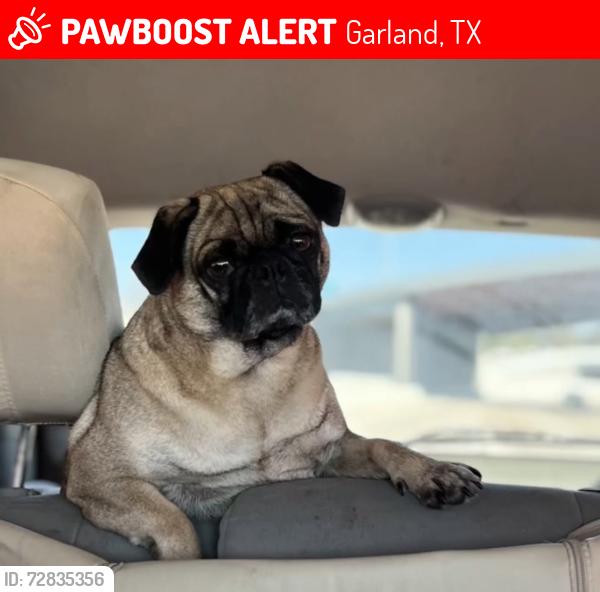 Lost Female Dog last seen Sanders dr, Garland, TX 75042