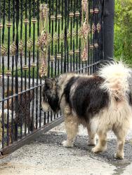 Found/Stray Unknown Dog last seen Big pink hse, Hartford, CT 06114