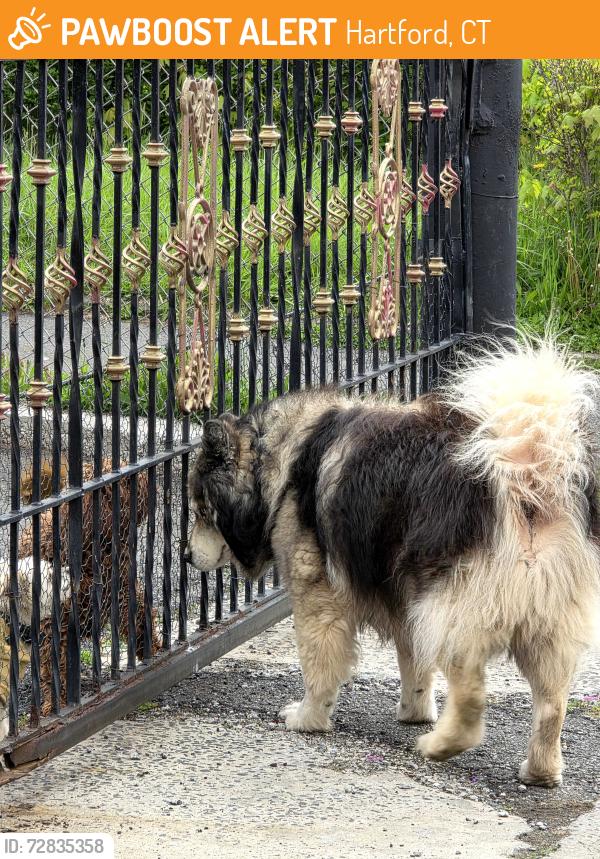 Found/Stray Unknown Dog last seen Big pink hse, Hartford, CT 06114
