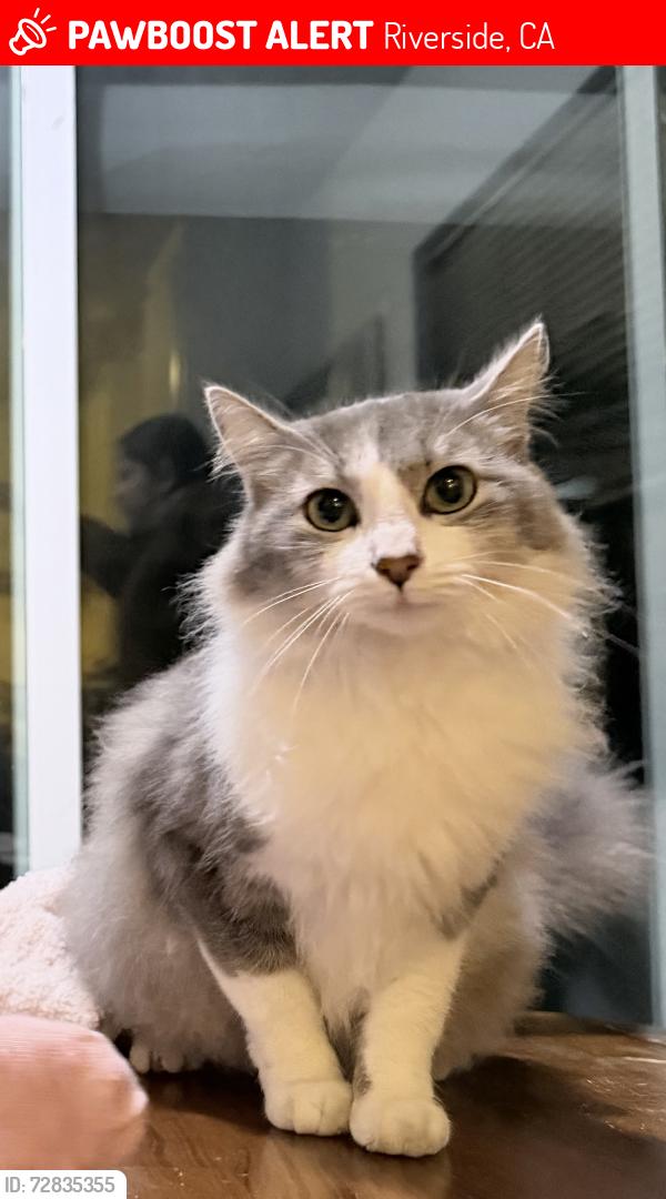 Lost Female Cat last seen Dixie ln , Riverside, CA 92503