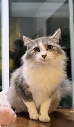 Lost Female Cat last seen Dixie ln , Riverside, CA 92503