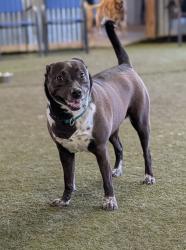 Lost Female Dog last seen Bridge ave and W.25, Cleveland, OH 44113