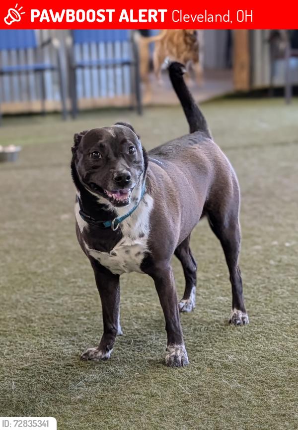 Lost Female Dog last seen Bridge ave and W.25, Cleveland, OH 44113